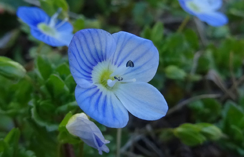 Veronica persica / Veronica di Persia